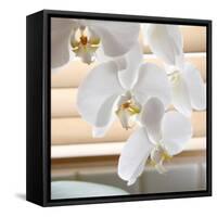 White Orchids II-Nicole Katano-Framed Stretched Canvas