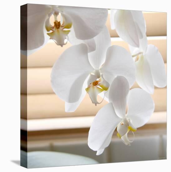 White Orchids II-Nicole Katano-Stretched Canvas