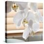 White Orchids II-Nicole Katano-Stretched Canvas
