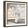 White Orchids II-Nicole Katano-Framed Photo