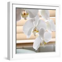 White Orchids II-Nicole Katano-Framed Photo