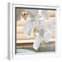 White Orchids II-Nicole Katano-Framed Photo