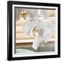 White Orchids II-Nicole Katano-Framed Photo