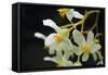 White Orchids II-Brian Moore-Framed Stretched Canvas
