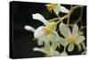 White Orchids II-Brian Moore-Stretched Canvas