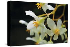 White Orchids II-Brian Moore-Stretched Canvas