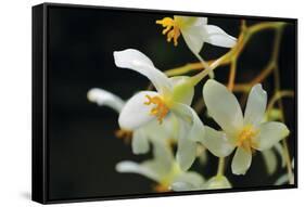 White Orchids II-Brian Moore-Framed Stretched Canvas