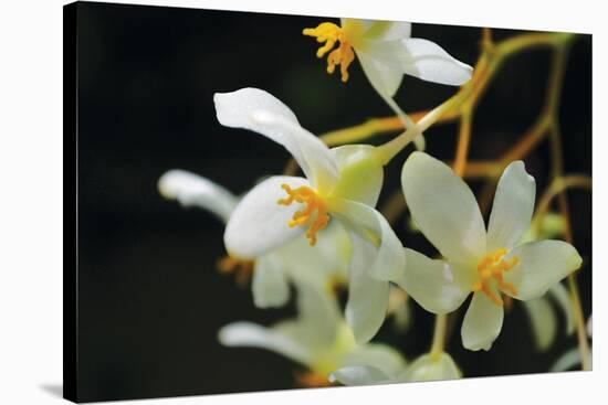 White Orchids II-Brian Moore-Stretched Canvas