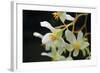 White Orchids II-Brian Moore-Framed Photographic Print