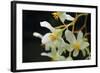 White Orchids II-Brian Moore-Framed Photographic Print