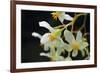 White Orchids II-Brian Moore-Framed Photographic Print