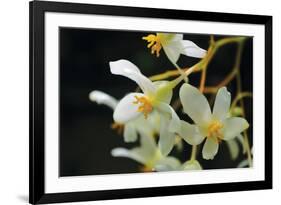 White Orchids II-Brian Moore-Framed Photographic Print