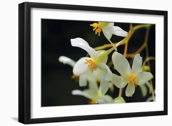 White Orchids II-Brian Moore-Framed Photographic Print