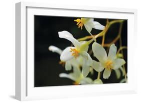 White Orchids II-Brian Moore-Framed Photographic Print