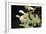 White Orchids II-Brian Moore-Framed Photographic Print