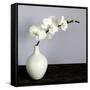 White Orchids in a White Vase-Tom Quartermaine-Framed Stretched Canvas