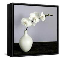 White Orchids in a White Vase-Tom Quartermaine-Framed Stretched Canvas