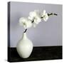 White Orchids in a White Vase-Tom Quartermaine-Stretched Canvas