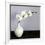 White Orchids in a White Vase-Tom Quartermaine-Framed Giclee Print
