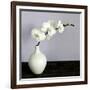 White Orchids in a White Vase-Tom Quartermaine-Framed Giclee Print