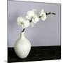 White Orchids in a White Vase-Tom Quartermaine-Mounted Giclee Print