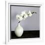 White Orchids in a White Vase-Tom Quartermaine-Framed Giclee Print