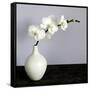 White Orchids in a White Vase-Tom Quartermaine-Framed Stretched Canvas