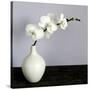 White Orchids in a White Vase-Tom Quartermaine-Stretched Canvas