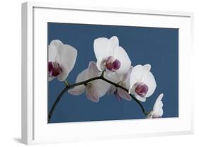 White Orchids on Blue-Tom Quartermaine-Framed Giclee Print