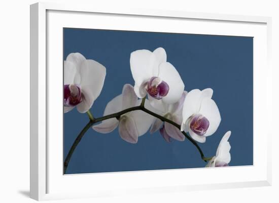 White Orchids on Blue-Tom Quartermaine-Framed Giclee Print