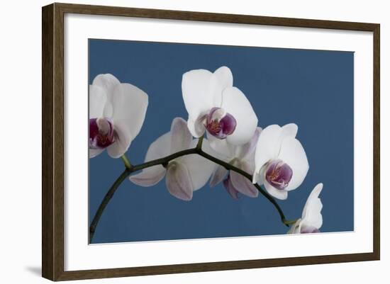 White Orchids on Blue-Tom Quartermaine-Framed Giclee Print