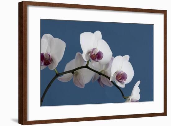 White Orchids on Blue-Tom Quartermaine-Framed Giclee Print