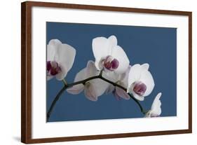 White Orchids on Blue-Tom Quartermaine-Framed Giclee Print