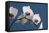 White Orchids on Blue-Tom Quartermaine-Framed Stretched Canvas