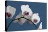 White Orchids on Blue-Tom Quartermaine-Stretched Canvas