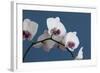 White Orchids on Blue-Tom Quartermaine-Framed Premium Giclee Print
