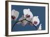 White Orchids on Blue-Tom Quartermaine-Framed Premium Giclee Print