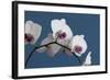 White Orchids on Blue-Tom Quartermaine-Framed Premium Giclee Print