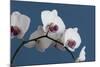 White Orchids on Blue-Tom Quartermaine-Mounted Premium Giclee Print