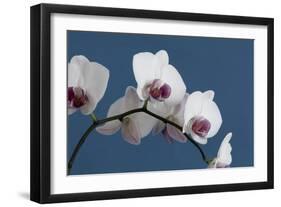 White Orchids on Blue-Tom Quartermaine-Framed Giclee Print