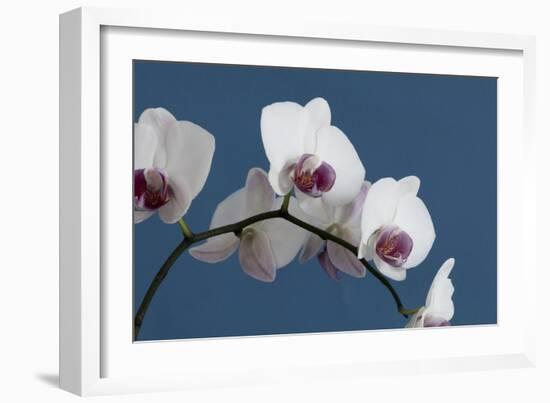 White Orchids on Blue-Tom Quartermaine-Framed Giclee Print