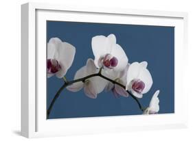 White Orchids on Blue-Tom Quartermaine-Framed Giclee Print