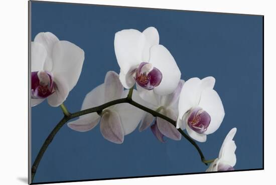 White Orchids on Blue-Tom Quartermaine-Mounted Giclee Print