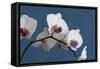White Orchids on Blue-Tom Quartermaine-Framed Stretched Canvas