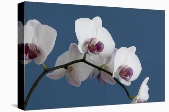 White Orchids on Blue-Tom Quartermaine-Stretched Canvas