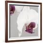 White Orchids on Grey-Tom Quartermaine-Framed Giclee Print