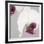 White Orchids on Grey-Tom Quartermaine-Framed Giclee Print