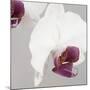 White Orchids on Grey-Tom Quartermaine-Mounted Giclee Print