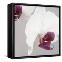 White Orchids on Grey-Tom Quartermaine-Framed Stretched Canvas