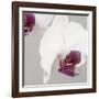 White Orchids on Grey-Tom Quartermaine-Framed Premium Giclee Print